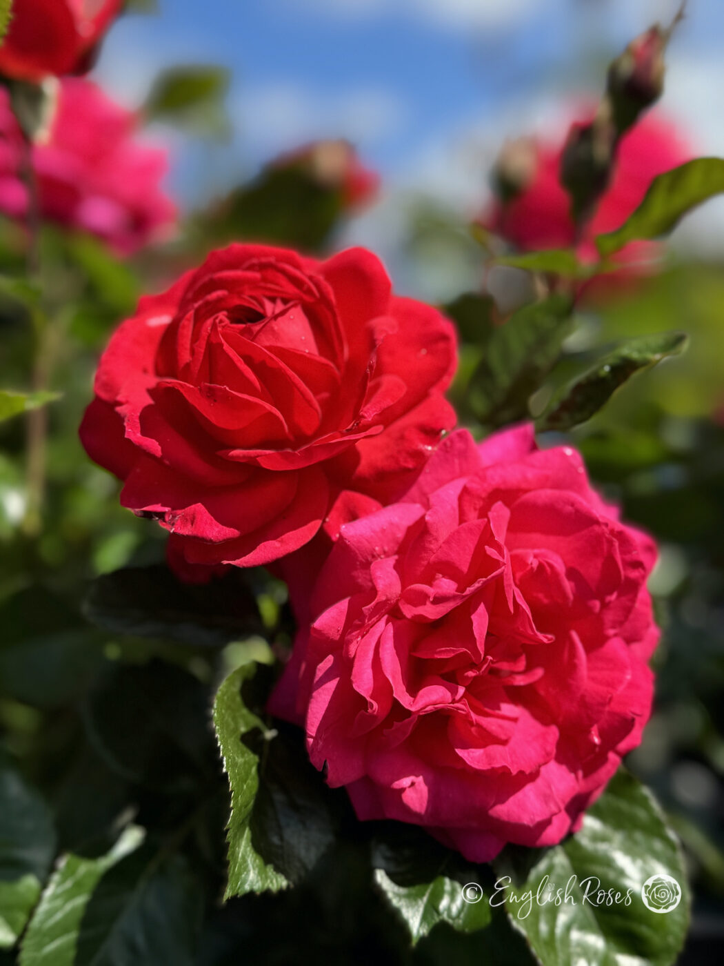 Dad Rose Roses For Father's Day - My Dad Rose - English Roses