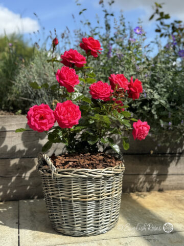 Dad Rose Roses For Father's Day - My Dad Rose - English Roses