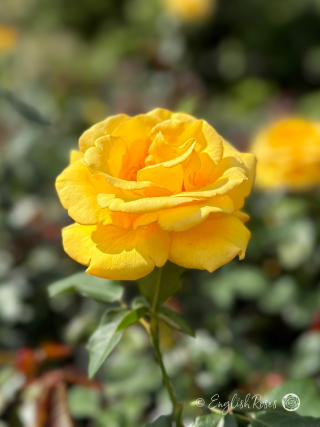 My Lovely Mum Rose - Bright Yellow Hybrid Tea Rose - A close up photo of a single bright yellow bloom