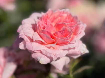 Octavia Hill Rose Image