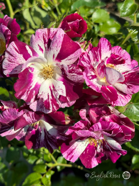 Oh Wow! Rose - Striped Purple and White Climbing Rose - A close up photo of a group of striped purple and white blooms and buds