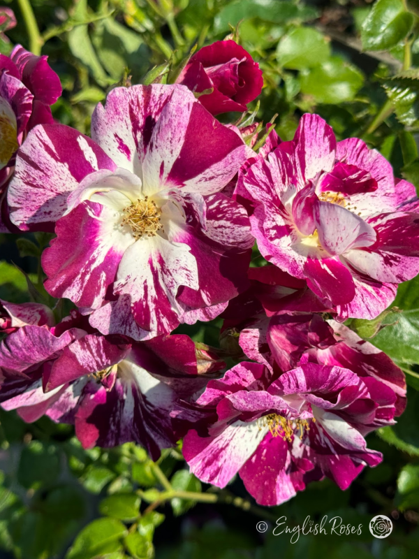 Oh Wow! Rose - Striped Purple and White Climbing Rose - A close up photo of a group of striped purple and white blooms and buds