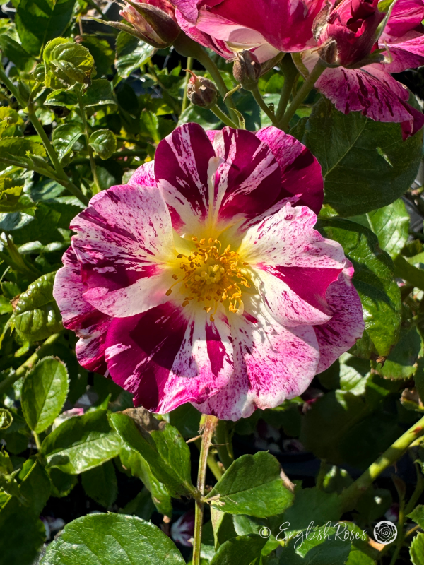 Oh Wow! Rose - Striped Purple and White Climbing Rose - A close up photo of a single striped purple and white bloom with foliage