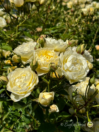 Our Dream Rose
