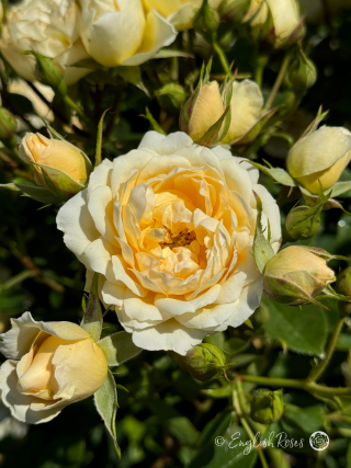 Our Dream Rose - 5th Anniversary Gift