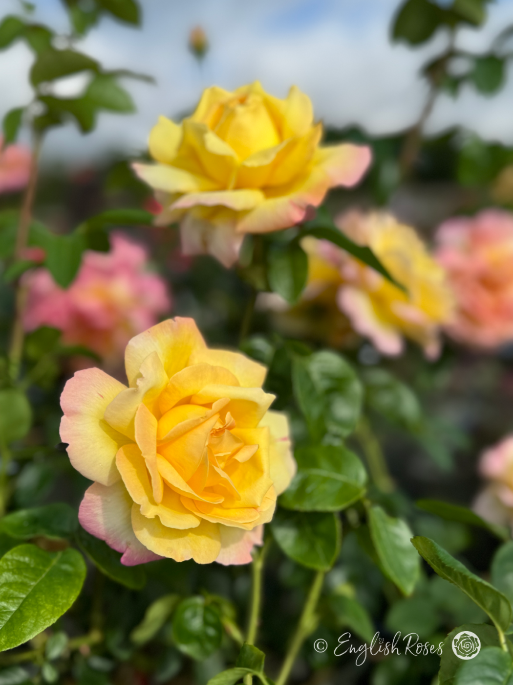 In Memory of a Special Sister - English Roses - Sister Remembrance Roses