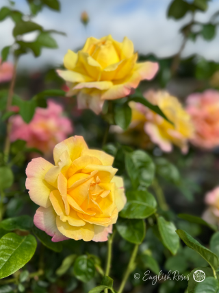 Peace Rose - Grandad Remembrance Gifts