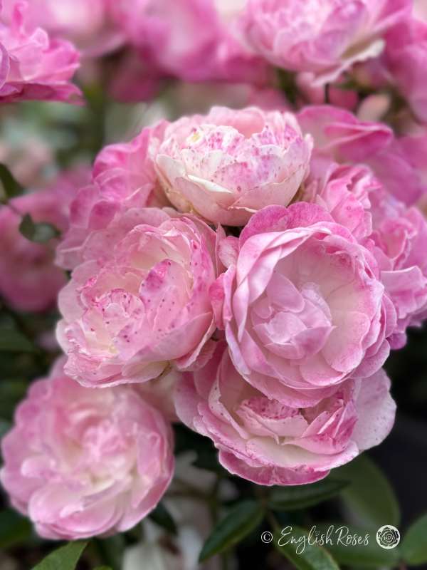 Pearl Anniversary Rose - Pink Patio Rose - A close up photo of a group of open, pink blooms