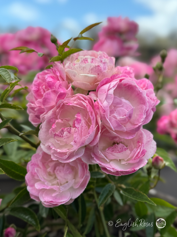 Pearl Anniversary Rose - Pink Patio Rose - Close up photo of multiple open, pink blooms with white centres and foliage