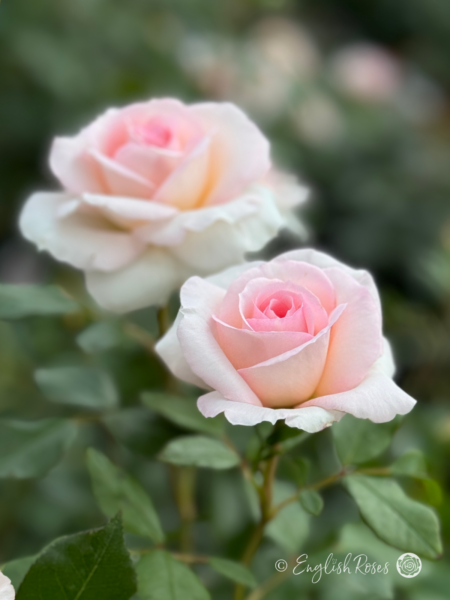 Pearl Rose - Creamy Pink Floribunda Rose - Close up photo of two creamy pink blooms