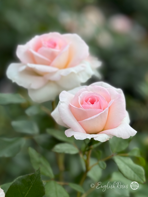 Pearl Rose - Creamy Pink Floribunda Rose - Close up photo of two creamy pink blooms