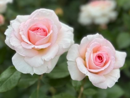Pearl Rose - 30th Wedding Anniversary Gift Pearl Rose - 30th Wedding Anniversary Gift Image
