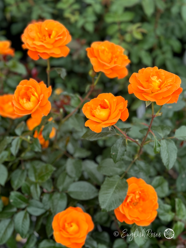 Precious Amber Rose - Orange Floribunda Rose - Close up photo of multiple open, orange blooms and foliage