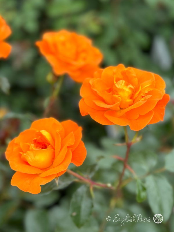 Precious Amber Rose - Orange Floribunda Rose - Close up photo of three orange blooms
