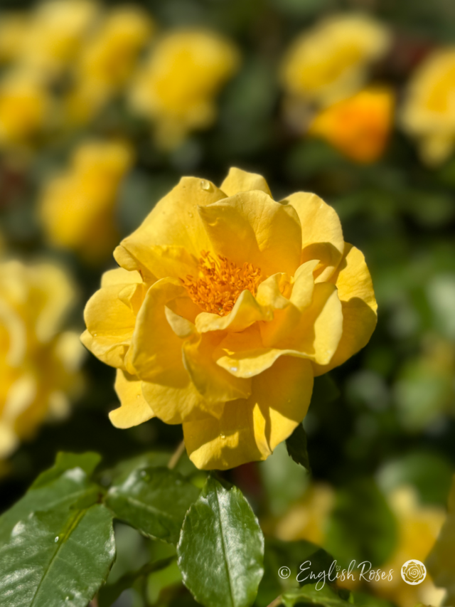 Precious Gold Rose - Golden Yellow Roses - English Roses