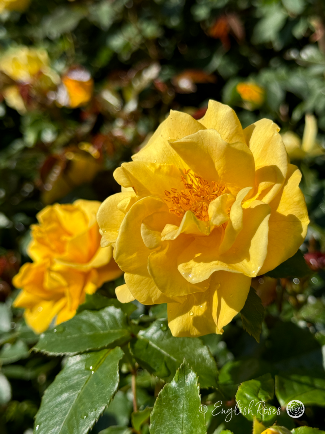 Precious Gold Rose - Golden Yellow Roses - English Roses