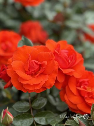 Precious Love Rose - 3rd Wedding Anniversary Gift