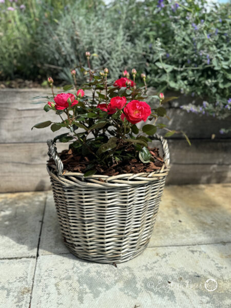 Precious Ruby Rose - Ruby Red Floribunda Rose - A photo of a Willow Basket Gift arrangement of the Precious Ruby Rose variety adorned with ruby red blooms and buds