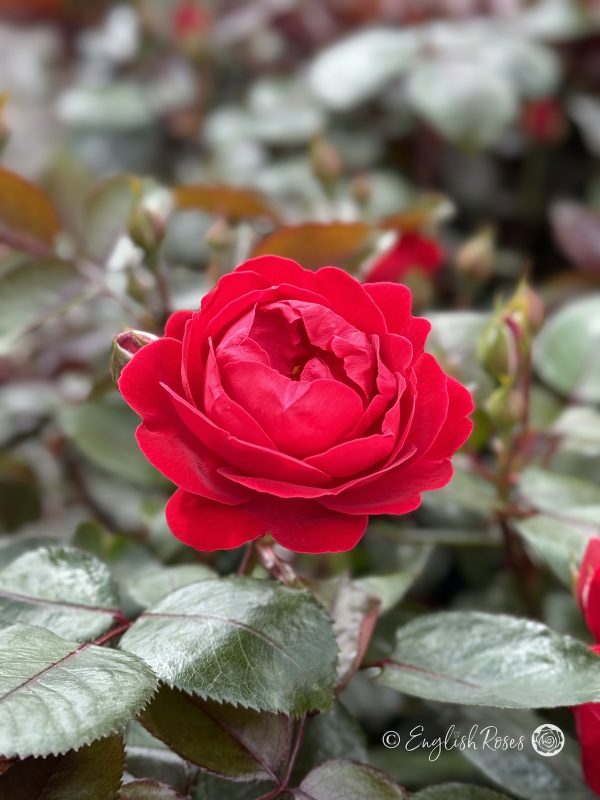Precious Ruby Rose - Ruby Red Floribunda Rose - A close up photo of an open, red bloom with lush green foliage and buds