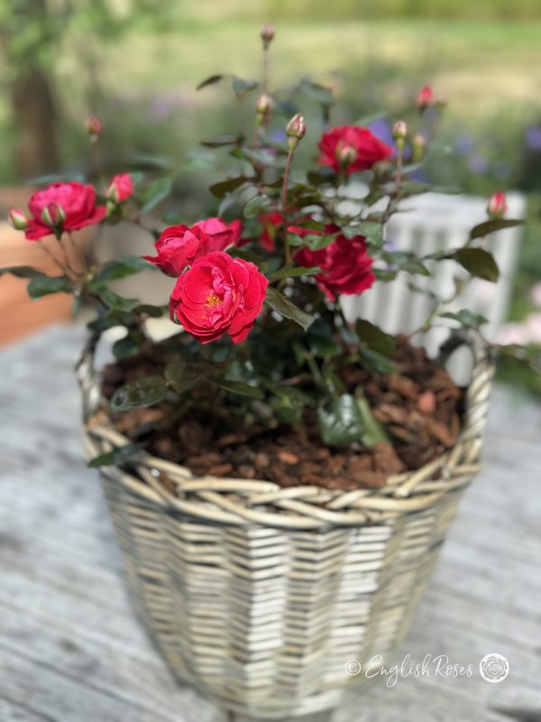 Precious Ruby Rose - Ruby Red Floribunda Rose - Close up photo of a Willow Basket presentation of the Precious Ruby Rose variety featuring ruby red blooms, buds and lush green foliage