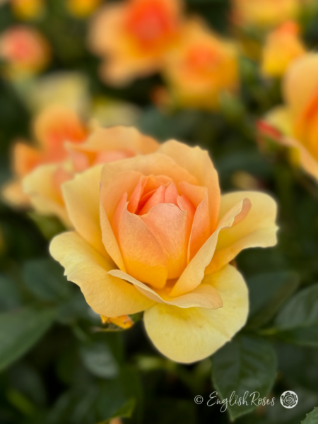 Queen Bee Rose - Amber Yellow Floribunda Rose - A close up photo of a single amber yellow bloom with additional blooms in the background