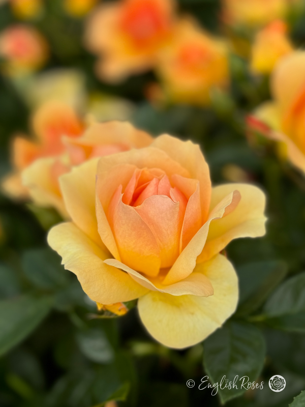 Queen Bee Rose - Amber Yellow Floribunda Rose - A close up photo of a single amber yellow bloom with additional blooms in the background
