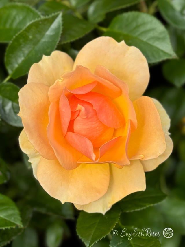 Always Remember Rose - Beautiful roses for any occasion - English Roses