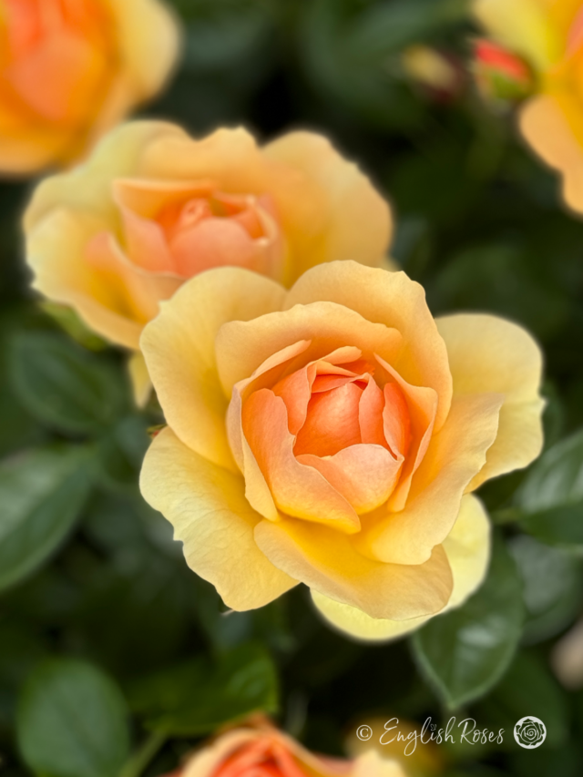 Always Remember Rose - Beautiful roses for any occasion - English Roses