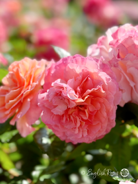 Rachel Rose - Peach Pink Hybrid Tea Rose - A close up photo of three peach pink blooms with additional blooms in the background