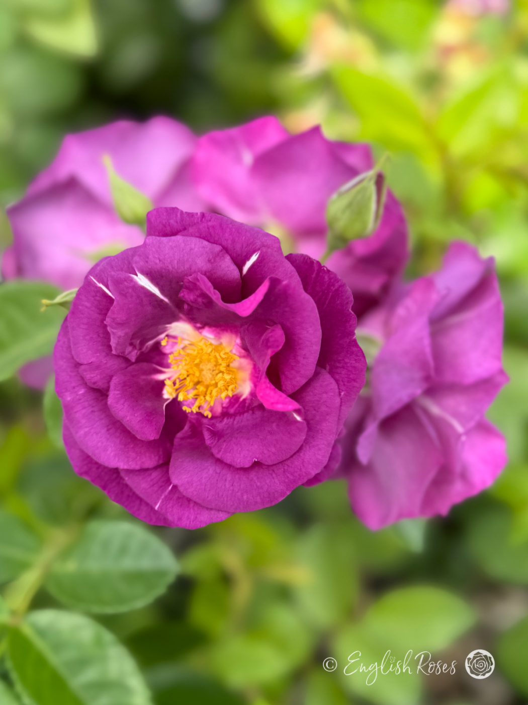 Sapphire Wedding Anniversary Gifts - English Roses