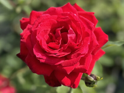 Ruby 40th Rose - 40th Birthday Rose Image