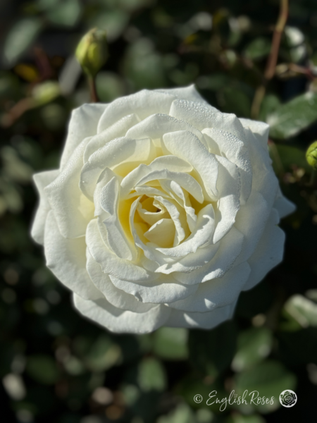 Silver Anniversary Rose - Pure White Hybrid Tea Rose - Close up photo of a single white bloom with buds and foliage