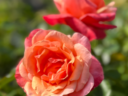Silver Jubilee Rose - 25th Wedding Anniversary Presents Image