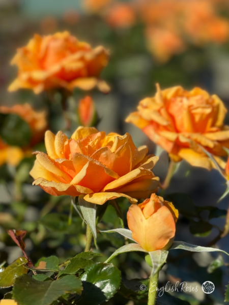 Simply The Best Rose - Amber Hybrid Tea Rose - A close up photo of multiple amber coloured blooms and buds