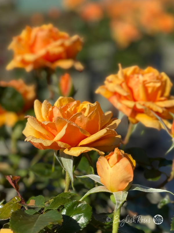 Simply The Best Rose - Amber Hybrid Tea Rose - A close up photo of multiple amber coloured blooms and buds