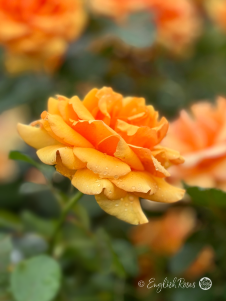 Simply The Best Rose - Amber Hybrid Tea Rose - A close up photo of an open amber bloom with additional blooms in the background