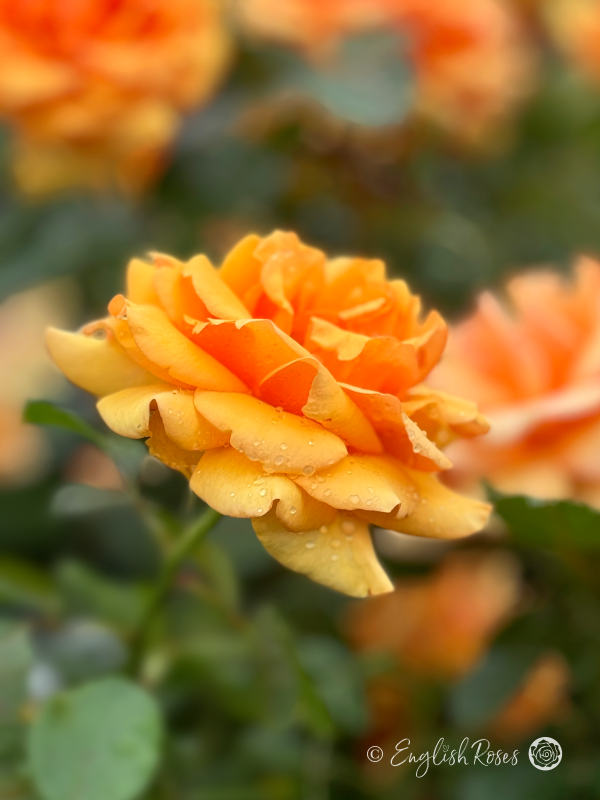 Simply The Best Rose - Amber Hybrid Tea Rose - A close up photo of an open amber bloom with additional blooms in the background