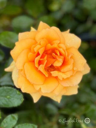 Valentines Day Gift For Him - English Roses Gift