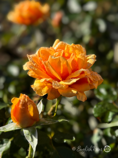 Simply The Best Rose - Amber Hybrid Tea Rose - A close up photo of two open, amber blooms