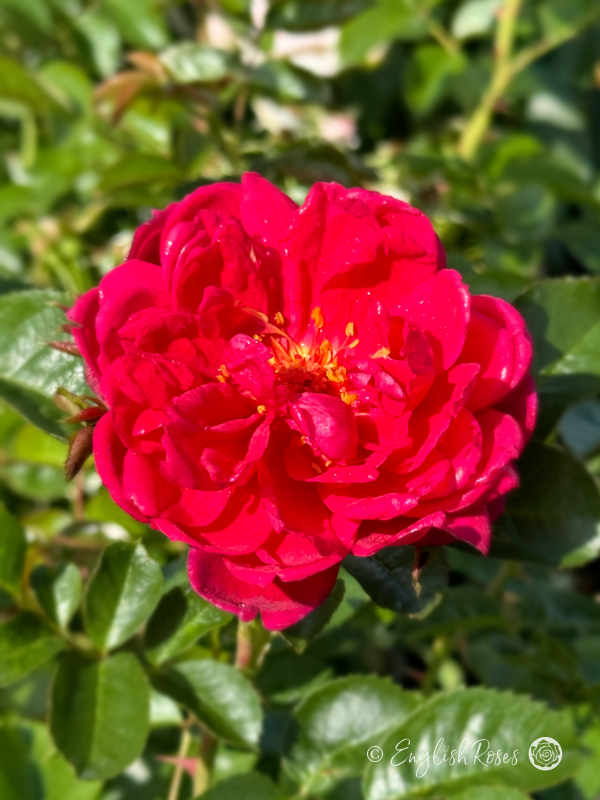 Soul Rose - Vibrant Pink Hybrid Tea Rose - A close up photo of a single vibrant pink bloom with lush green foliage
