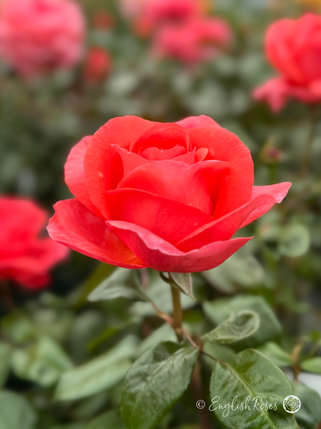 Wedding Anniversary Gift - Special Anniversary Rose - English Roses