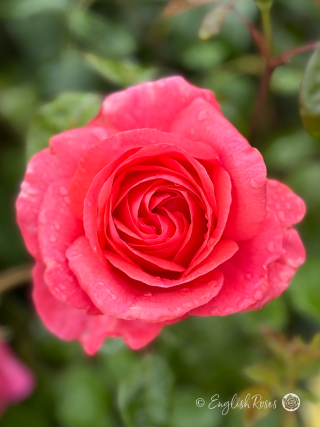 Special Anniversary Rose - Wedding Anniversary Gift