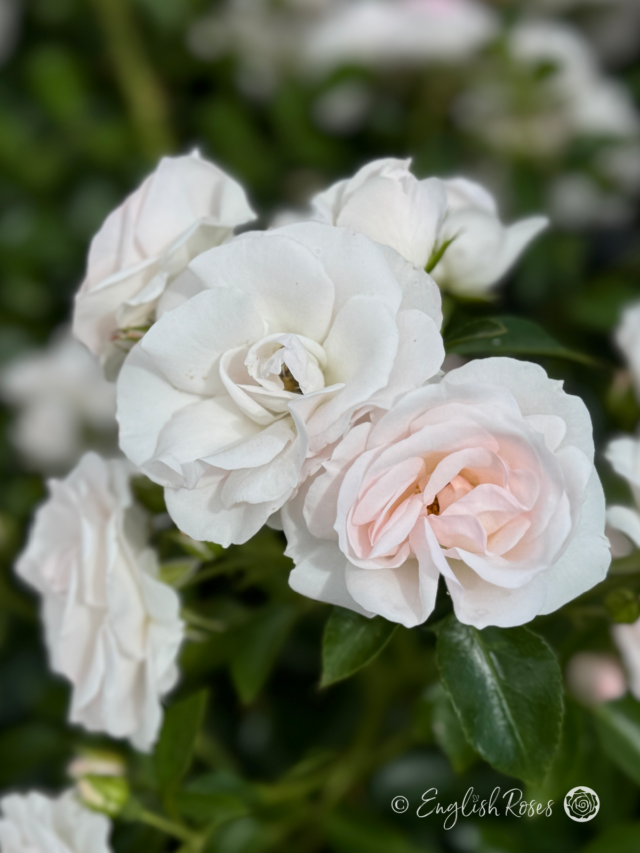 Special Child Rose - Eco-Friendly Gifts - English Roses