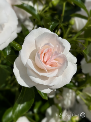 Glacier Magic Rose - 25th Wedding Anniversary Gift