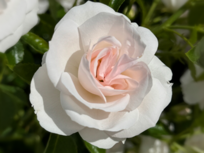 Glacier Magic Rose - 25th Wedding Anniversary Gift Image