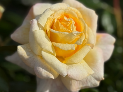 80th Birthday Gift Ideas - Special Day Rose 80th Birthday Gift Ideas - Special Day Rose Image