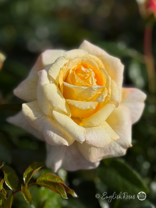 Special Day Rose - Creamy White Floribunda Rose - A close up photo of a single creamy white bloom
