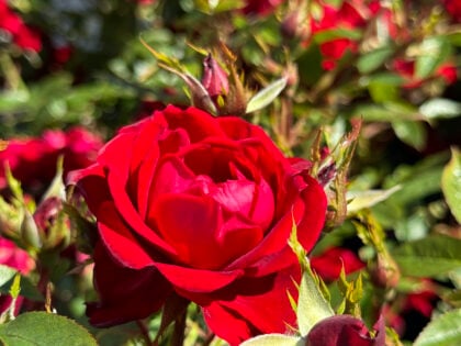 Special Grandad Rose Special Grandad Rose Image