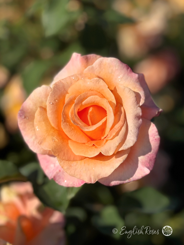 Special Occasion Rose - Apricot Hybrid Tea Rose - Close up photo of an open apricot bloom