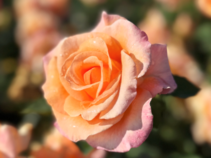 Special Occasion Rose Special Occasion Rose Image